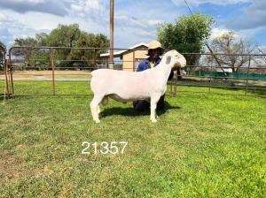 LOT 80 1X WHITE DORPER FLOCK RAM HARDUS KORB WITDORPERS