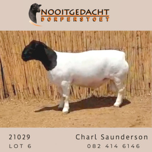 LOT 6 1 X DORPER T5 RAM NOOITGEDACHT