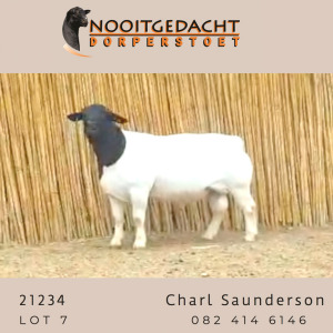 LOT 7 1X DORPER STUD RAM NOOITGEDACHT