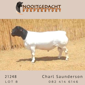 LOT 8 1X DORPER T5 RAM NOOITGEDACHT