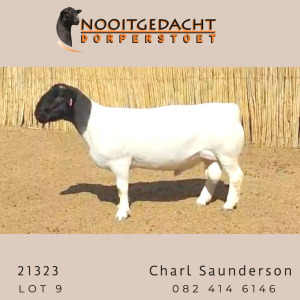 LOT 9 1X DORPER STUD RAM NOOITGEDACHT