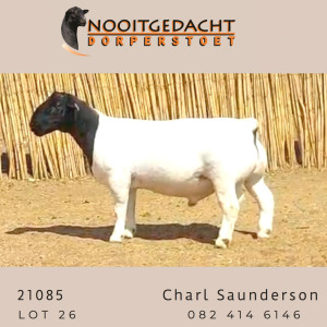 LOT 26 1X DORPER STUD RAM NOOITGEDACHT