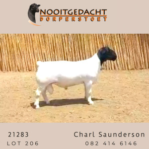 WITHDRAW - LOT 206 X DORPER RAM NOOITGEDACHT