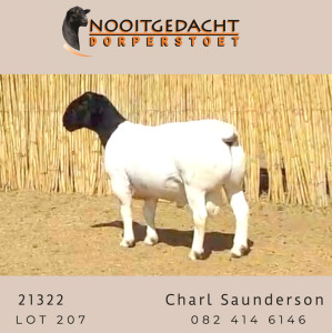 WITHDRAW - LOT 207 X DORPER RAM NOOITGEDACHT