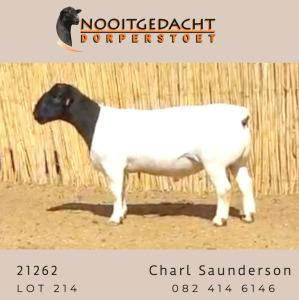 LOT 30 1X DORPER STUD RAM NOOITGEDACHT