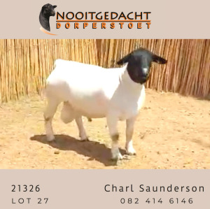 LOT 27 1X DORPER STUD RAM NOOITGEDACHT