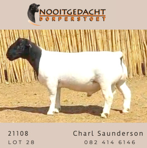 LOT 215 1X DORPER STUD RAM NOOITGEDACHT