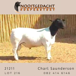 WITHDRAW - LOT 216 X DORPER RAM NOOITGEDACHT