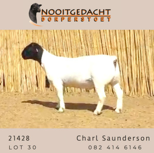 LOT 29 1X DORPER STUD RAM NOOITGEDACHT