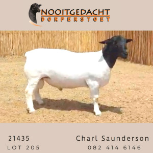 LOT 205 1X DORPER STUD RAM NOOITGEDACHT