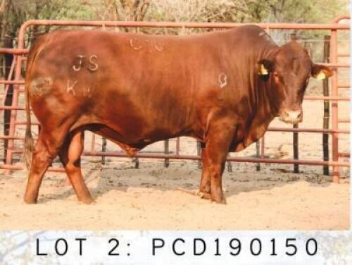 LOT 2 1x BONSMARA BULL PCD