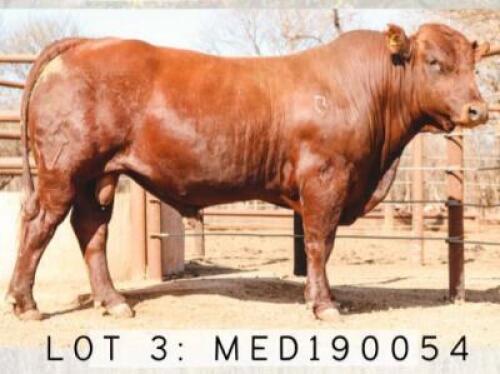 ONLINE SALES ONLY - LOT 3 1x BONSMARA BULL MEDUPI