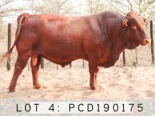 LOT 4 1x BONSMARA BULL PCD
