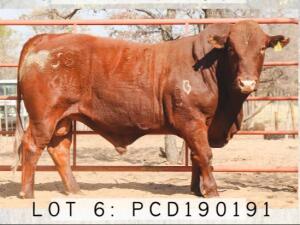 LOT 6 1x BONSMARA BULL PCD