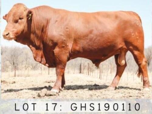 ONLINE SALES ONLY - LOT 17 1x BONSMARA BULL GHS