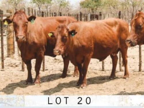 LOT 20 4x BONSMARA COWS CALVE RANCH (PAY PER PIECE TO TAKE THE LOT)
