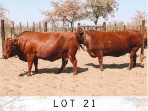 LOT 21 2+1x BONSMARA COWS PC BONSMARAS