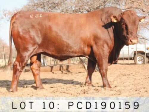LOT 10 1x BONSMARA BULL PCD