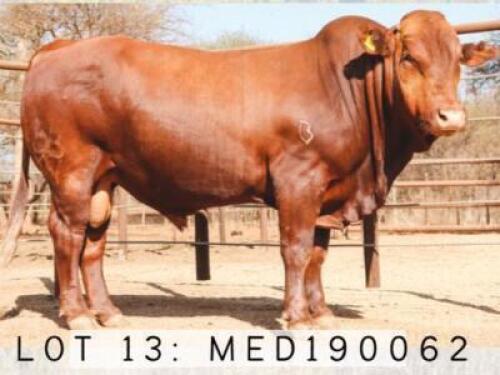 ONLINE SALES ONLY - LOT 13 1x BONSMARA BULL MEDUPI