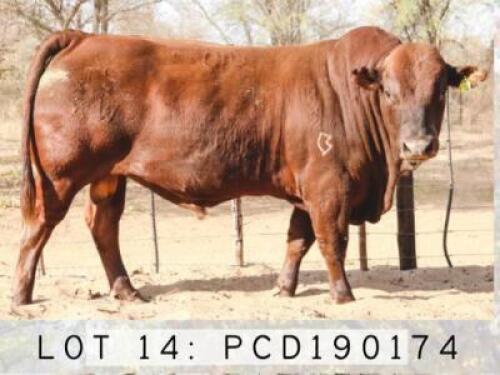 LOT 14 1x BONSMARA BULL PCD