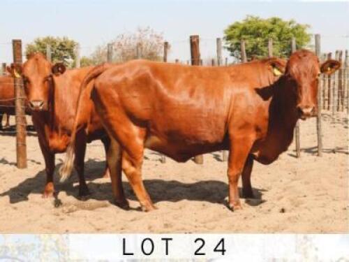 LOT 24 2x BONSMARA COWS PC BONSMARAS (PAY PER PIECE TO TAKE THE LOT)