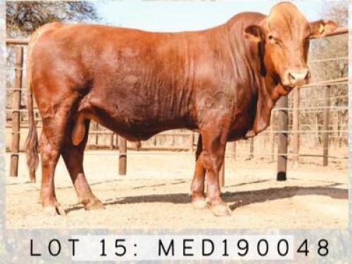 ONLINE SALES ONLY - LOT 15 1x BONSMARA BULL MEDUPI
