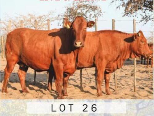 LOT 26 2+1x BONSMARA COWS PC BONSMARAS (PAY PER PIECE TO TAKE THE LOT)