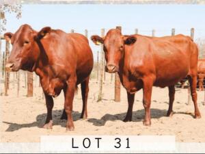 LOT 31 2x BONSMARA HEIFERS PC BONSMARAS (PAY PER PIECE TO TAKE THE LOT)