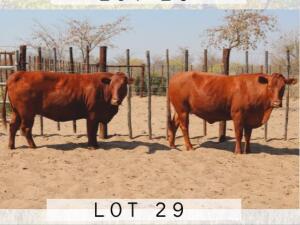 LOT 29 2x BONSMARA COWS PC BONSMARAS (PAY PER PIECE TO TAKE THE LOT)