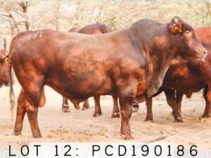 LOT 12 1x BONSMARA BULL PCD