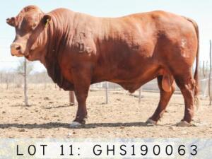 ONLINE SALES ONLY - LOT 11 1x BONSMARA BULL GHS