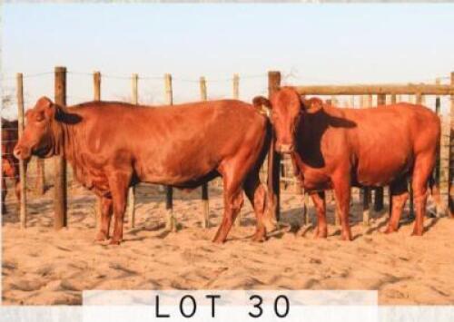 LOT 30 2x BONSMARA COWS PC BONSMARAS (PAY PER PIECE TO TAKE THE LOT)