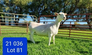 LOT 81 1X WHITE DORPER STUD EWE LEONARD DU RAAN WITDORPERS