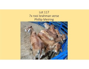 7X ROOI BRAHMAN VERSE PHILLIP MEIRING (PER STUK OM LOT TE NEEM/PER PIECE TO TAKE THE LOT)