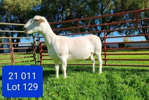 LOT 129 1X WHITE DORPER FLOCK EWE LEONARD DU RAAN WITDORPERS