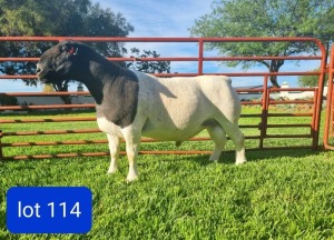 LOT 114 1X DORPER STUD RAM LEONARD DU RAAN WITDORPERS