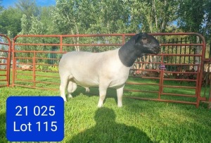 LOT 115 1X DORPER STUD RAM LEONARD DU RAAN WITDORPERS