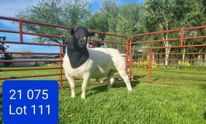 LOT 111 1X DORPER STUD RAM LEONARD DU RAAN WITDORPERS