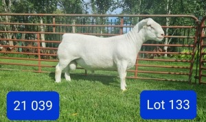 LOT 133 1X WHITE DORPER STUD RAM LEONARD DU RAAN WITDORPERS