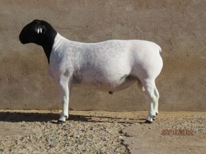 LOT 251 1X DORPER STUD KLIPKOPPIES DORPERSTOET