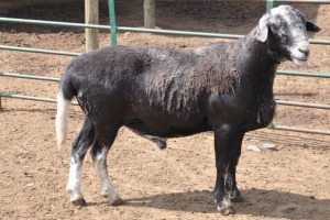 LOT 23 1X MEATMASTER RAM SINE METU FARMING - ANTON VAN ZYL