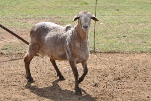 LOT 30 1X MEATMASTER RAM SINE METU FARMING - ANTON VAN ZYL