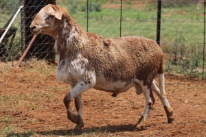 LOT 26 1X MEATMASTER RAM BEYERS GERBER