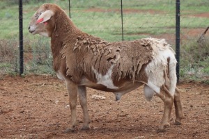 LOT 29 1X MEATMASTER RAM BEYERS GERBER