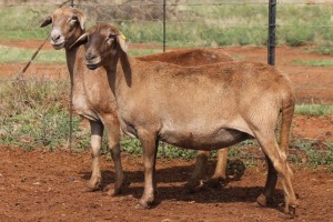 LOT 37 2X MEATMASTER EWE BEYERS GERBER (Pay per piece to take the lot)