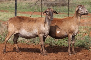 LOT 39 2X MEATMASTER EWE BEYERS GERBER (Pay per piece to take the lot)