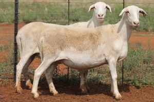 LOT 41 2X MEATMASTER EWE BEYERS GERBER (Pay per piece to take the lot)