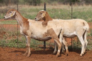 LOT 42 2X MEATMASTER EWE BEYERS GERBER (Pay per piece to take the lot)