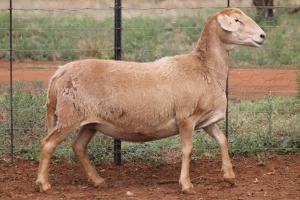 LOT 43 1X MEATMASTER EWE BEYERS GERBER (Pay per piece to take the lot)