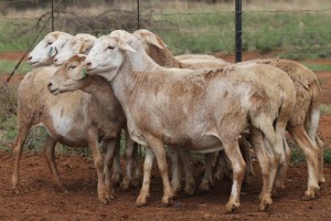 LOT 44 6X MEATMASTER EWE BEYERS GERBER (Pay per piece to take the lot)